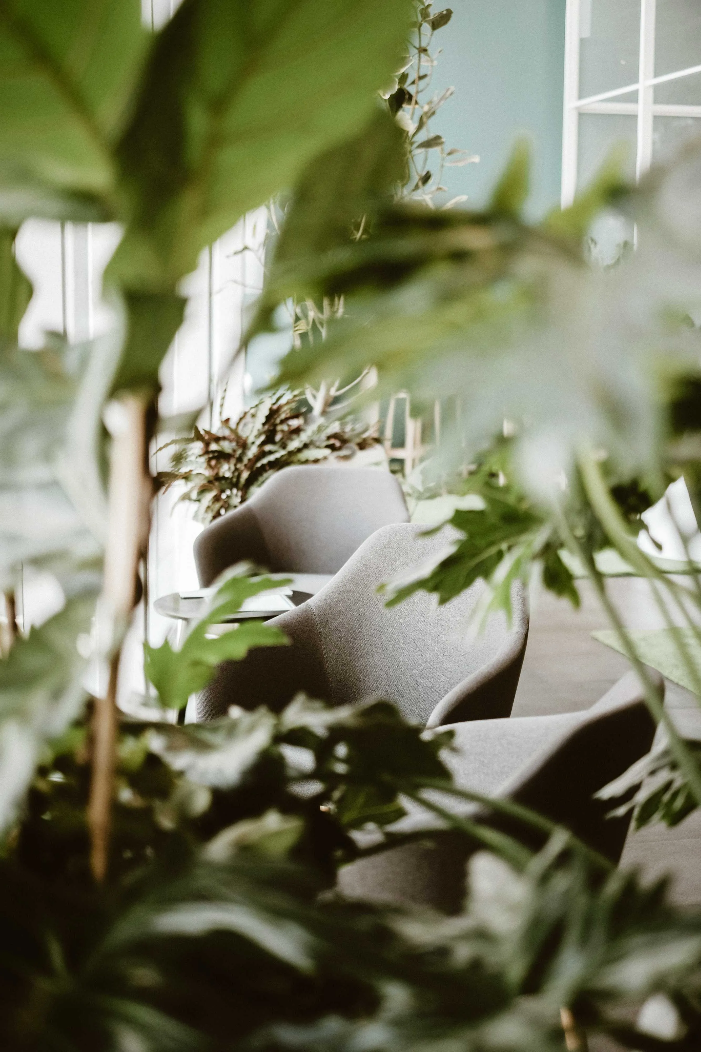 A light-filled space among plants